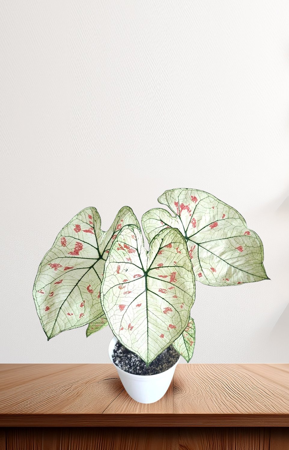 Caladium-Strawberry-Star-1.jpg