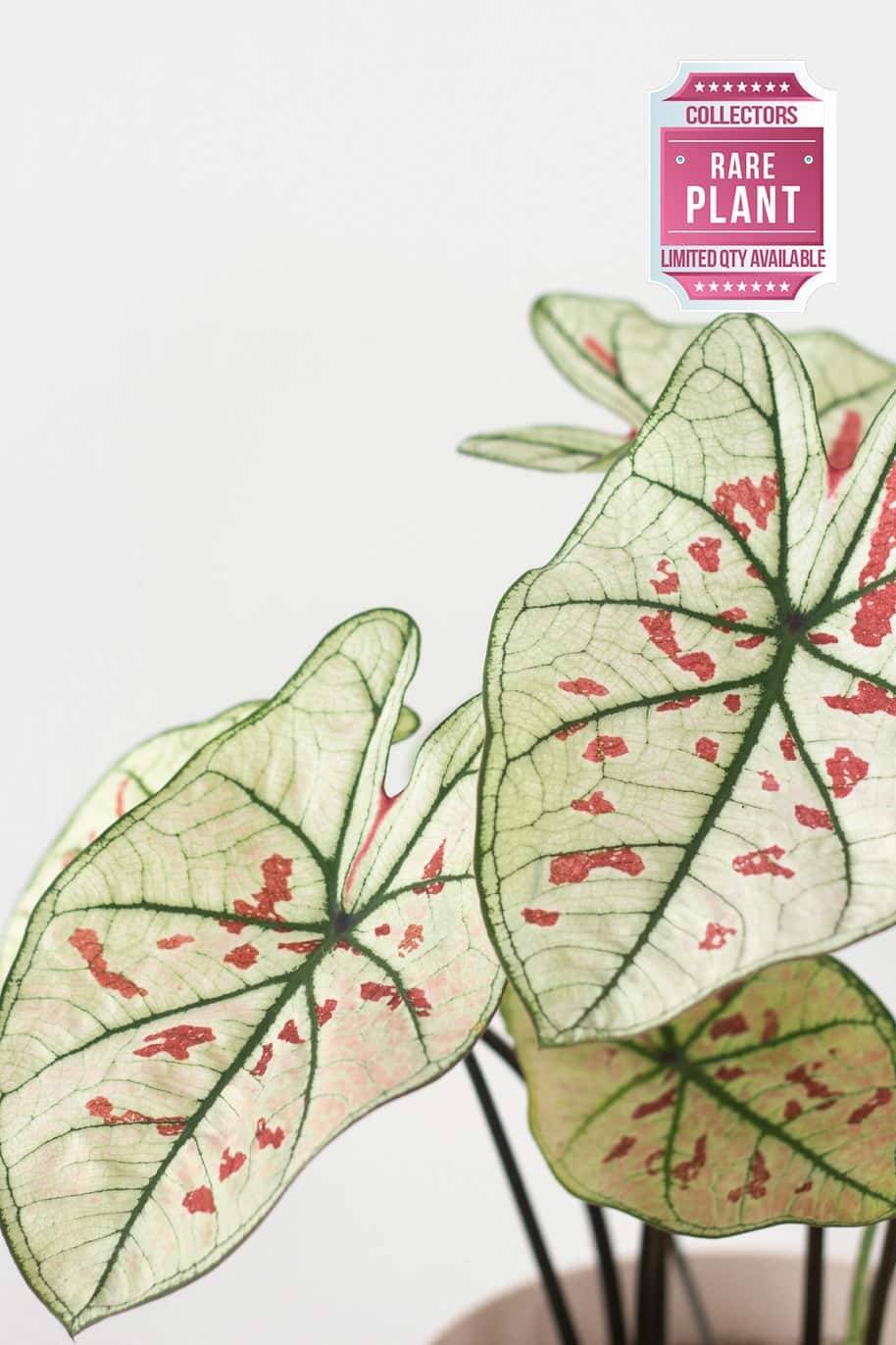 Caladium-Strawberry-Star.jpg
