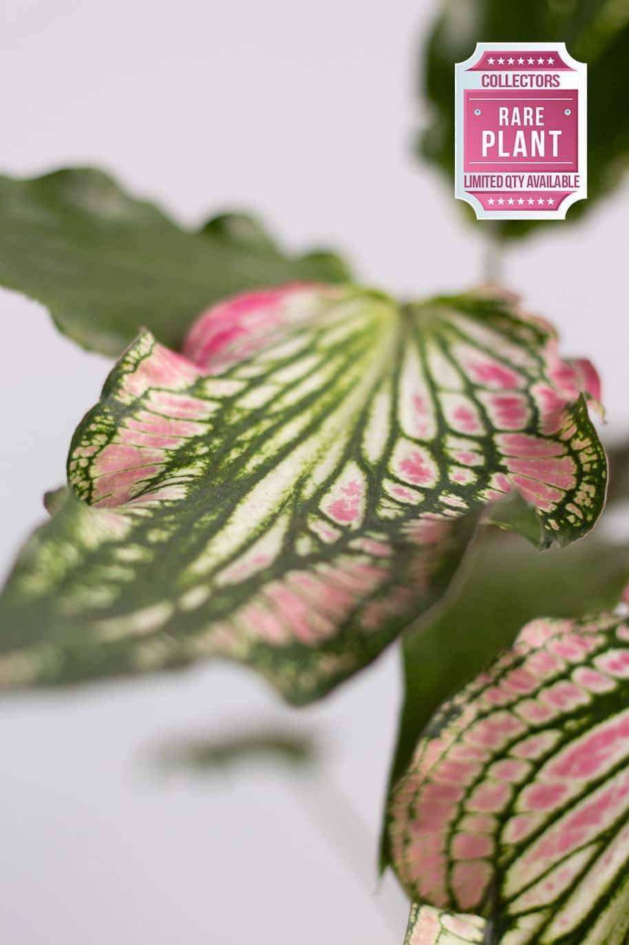 Caladium-Thai-Beauty