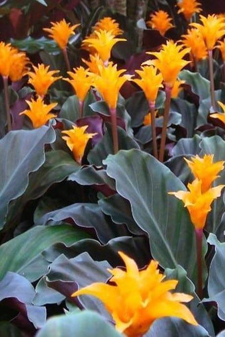 Calathea-Crocata.jpg