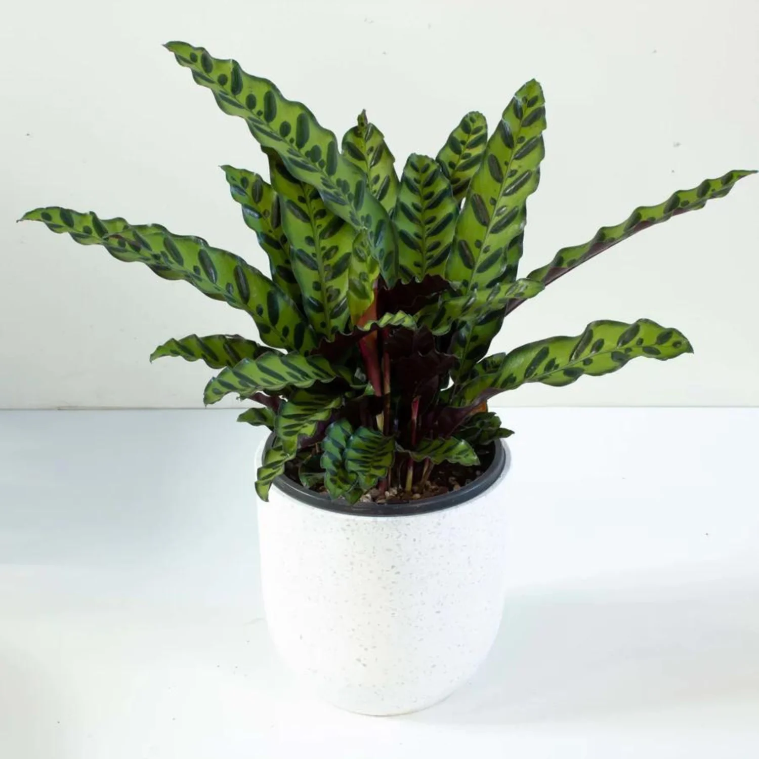 Calathea-Lancifolia-Holland-.webp