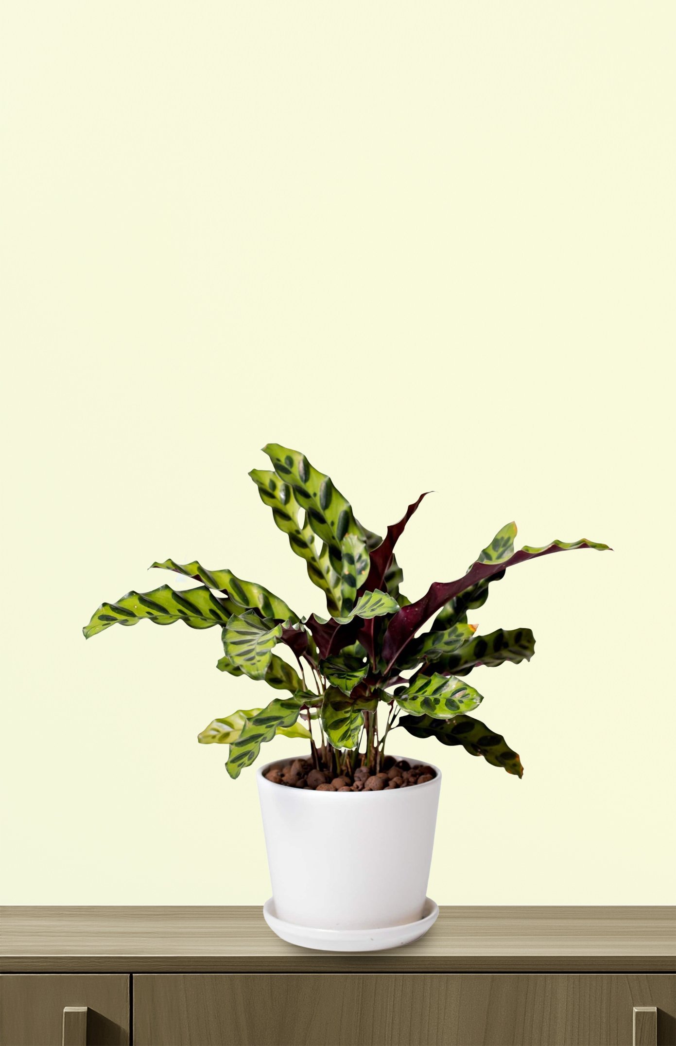Calathea-lancifolia-Chin.jpg
