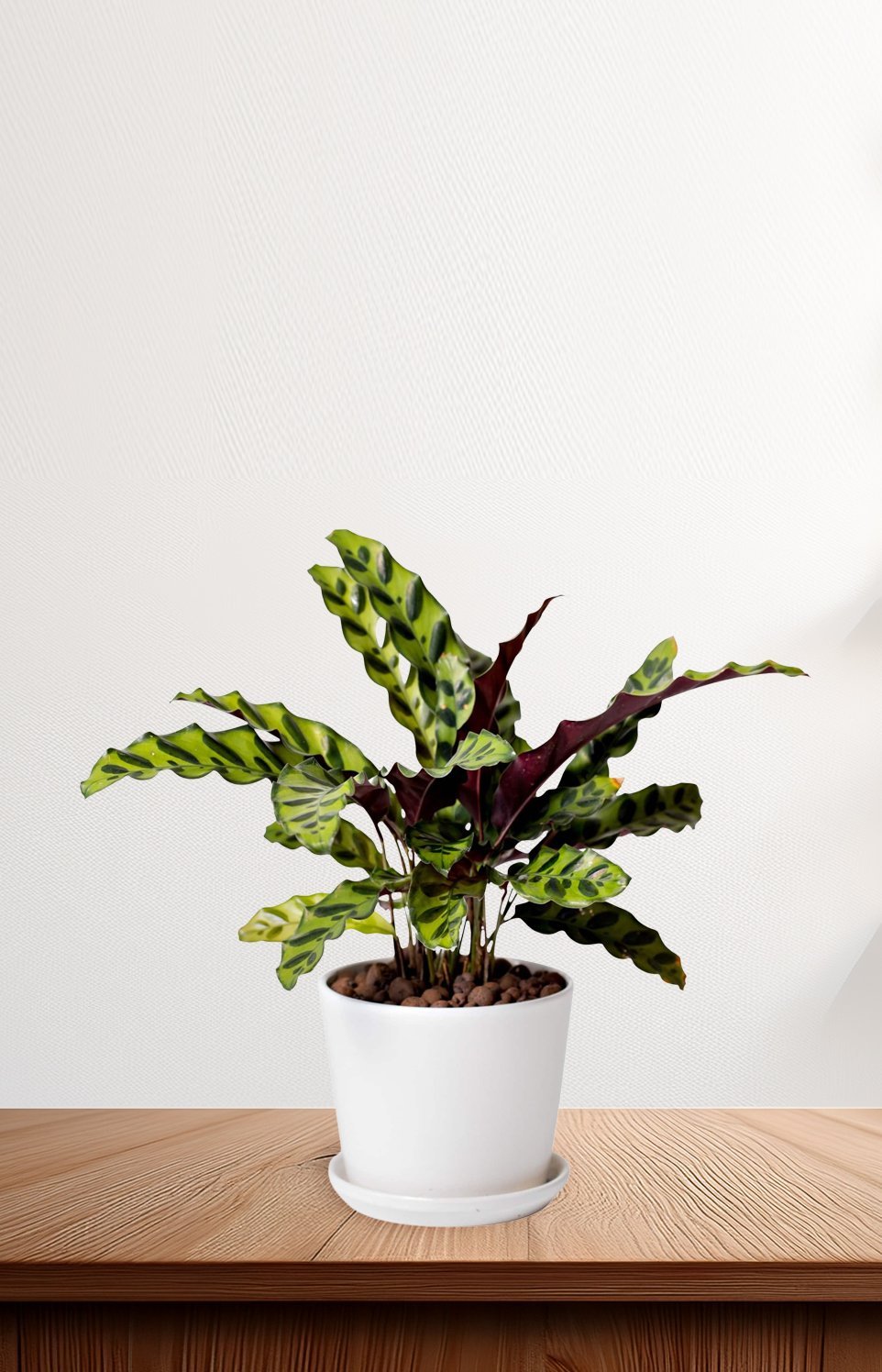 Calathea-lancifolia-China-2.jpg