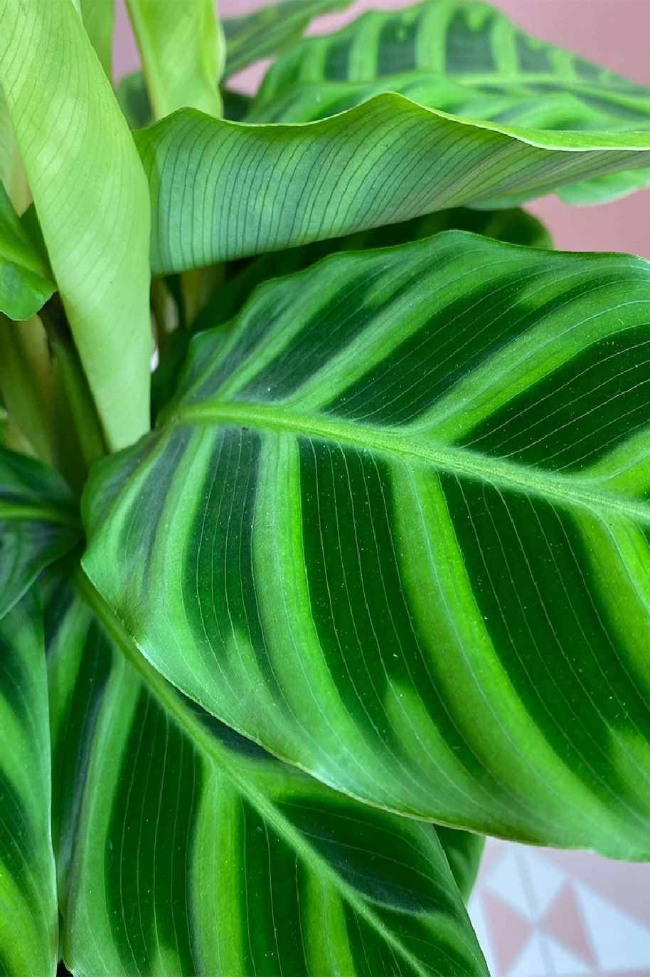 Calathea_Zebrina_Holland-Plantshop_me.jpg