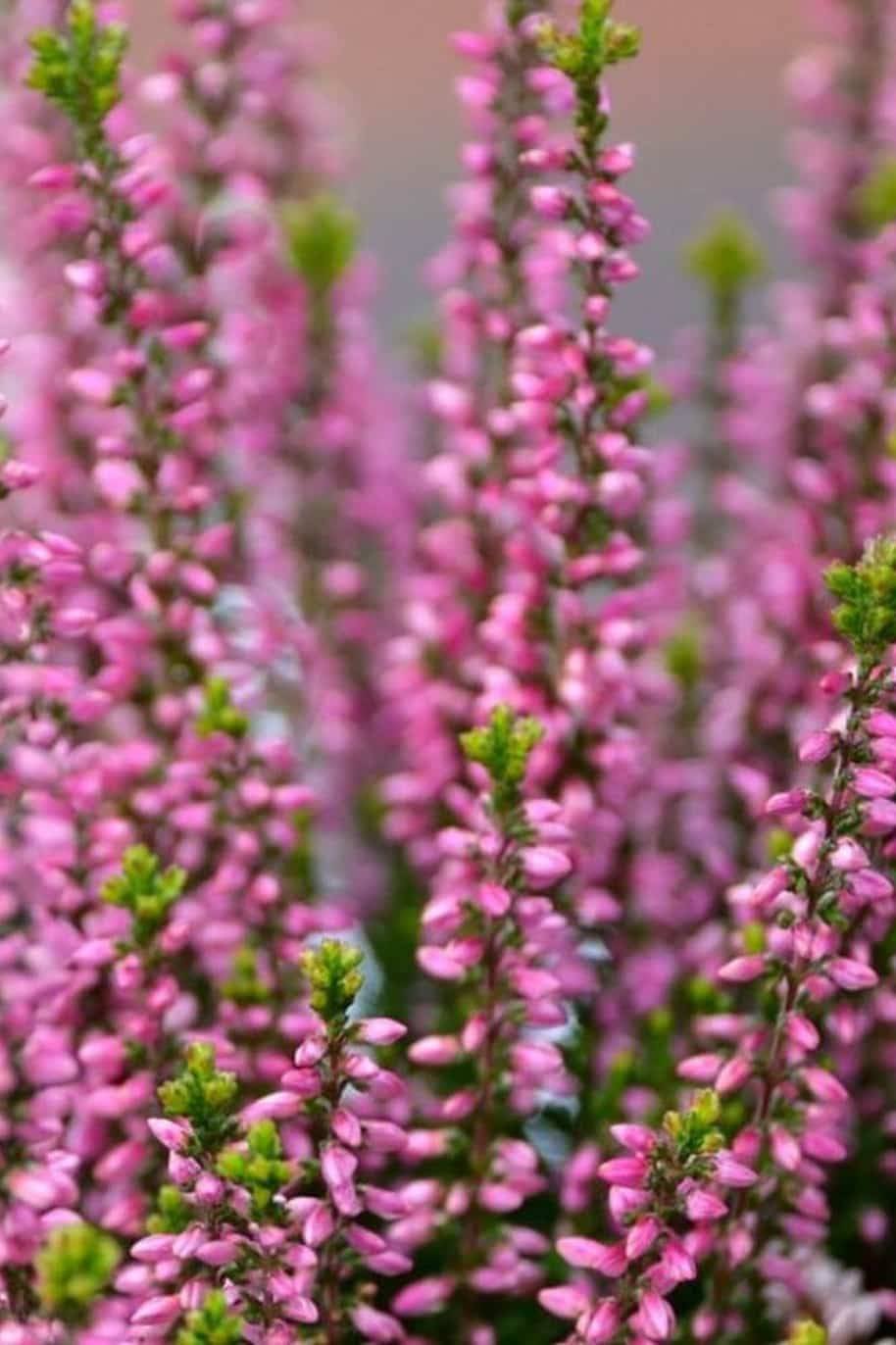Calluna-vulgaris.jpg