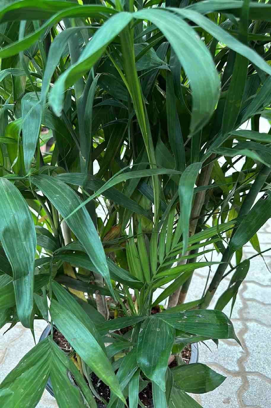 Chamaedorea_Seifritzii-2-Plantshop_me_