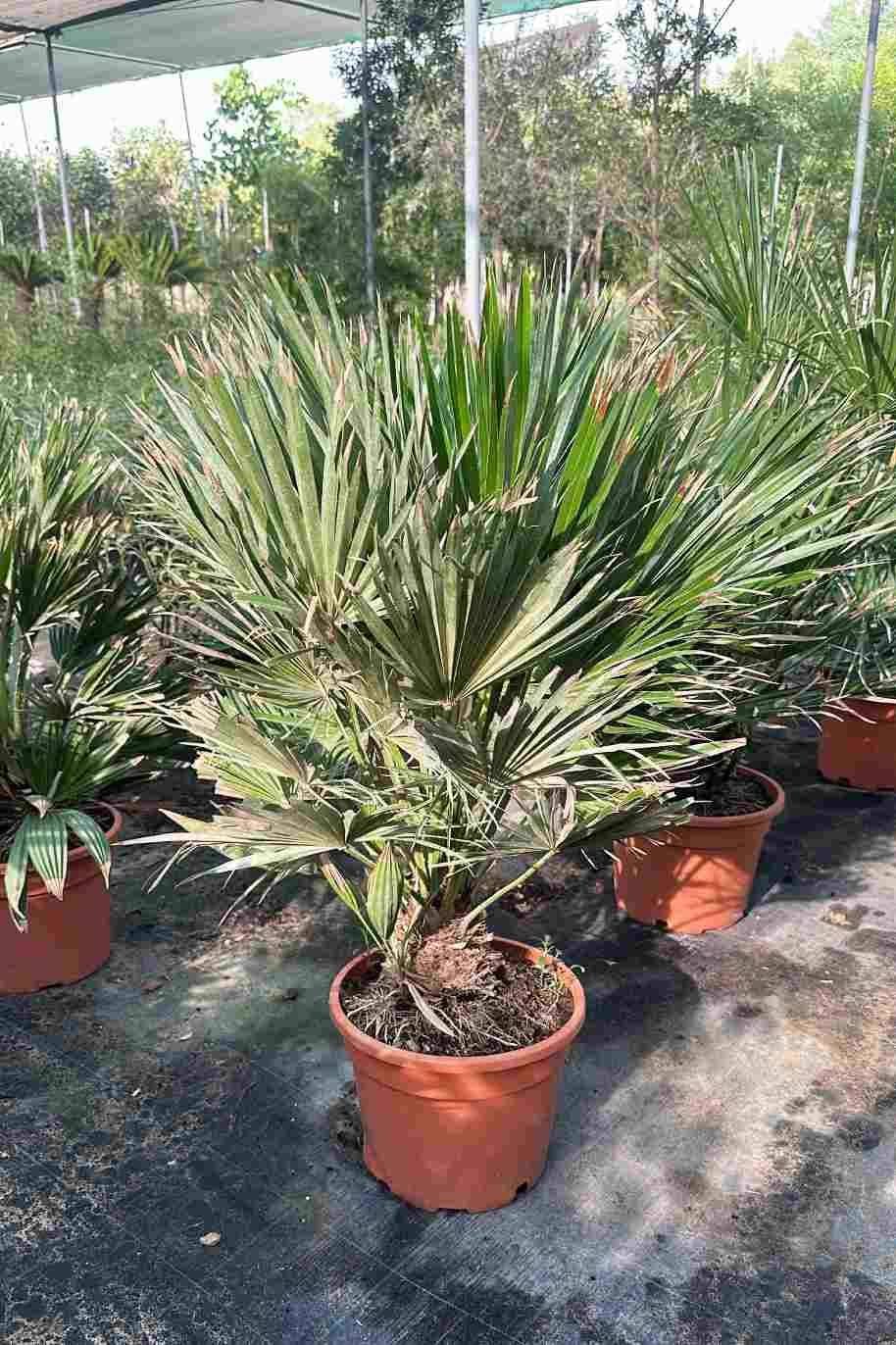Chamaerops-Humilis-Vulcano-Palm.jpg