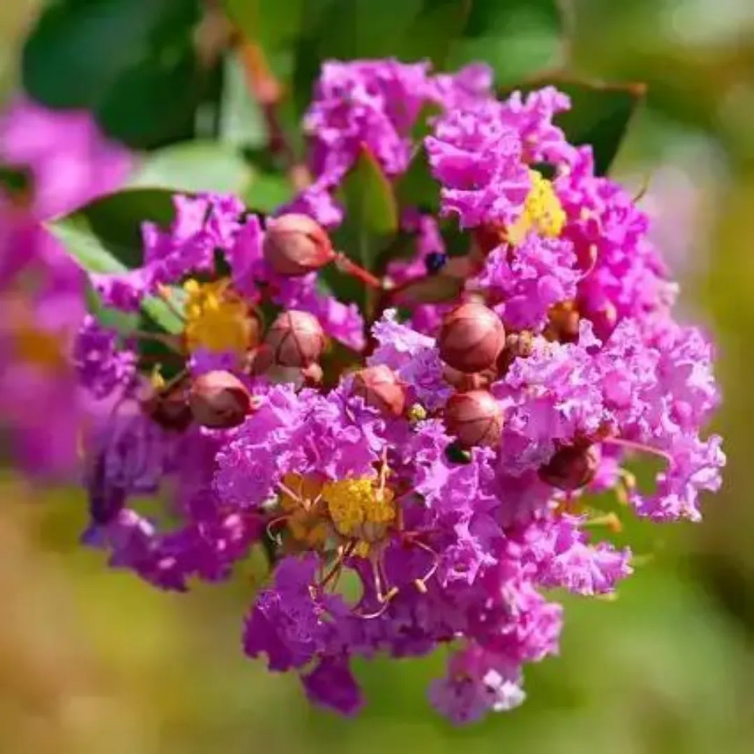 Chinese-Crape-Myrtle-Purple.webp