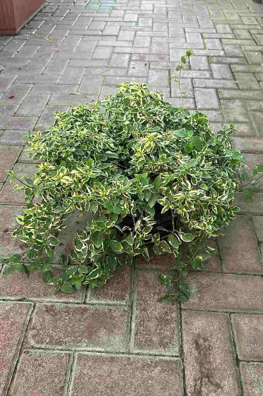 Chinese_Violet_Variegata_Bushy-1-Plant.jpg