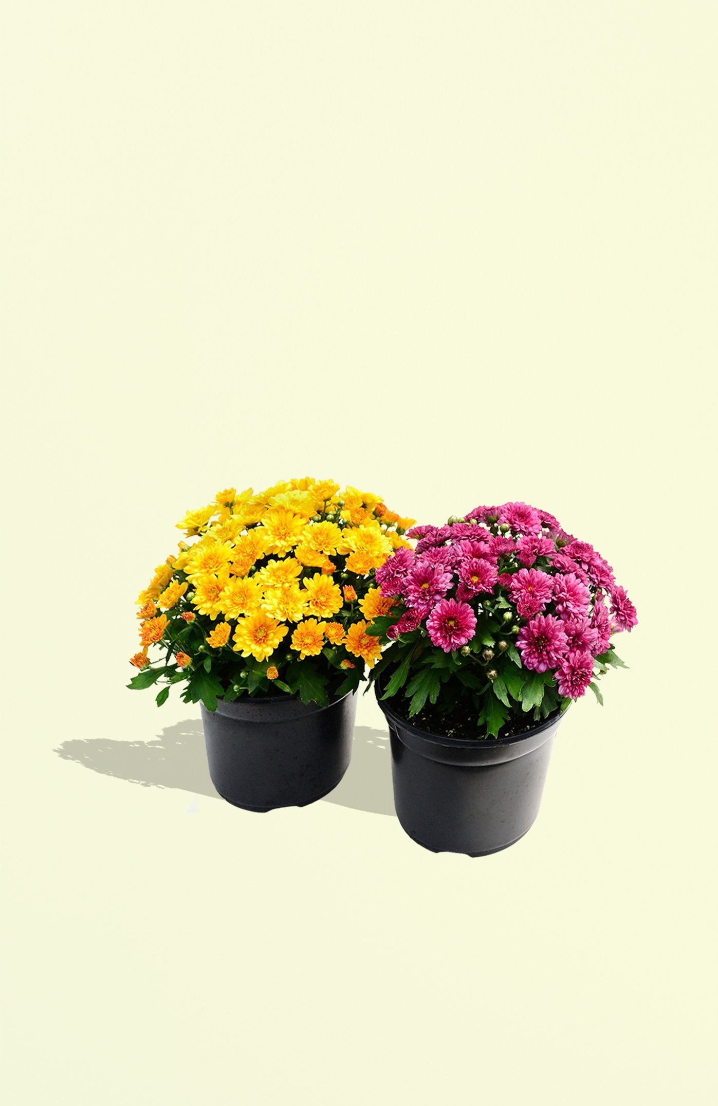 Chrysanthemum-Plants-Online-in-UAE-Fresh-Colorful-Blooms.jpg
