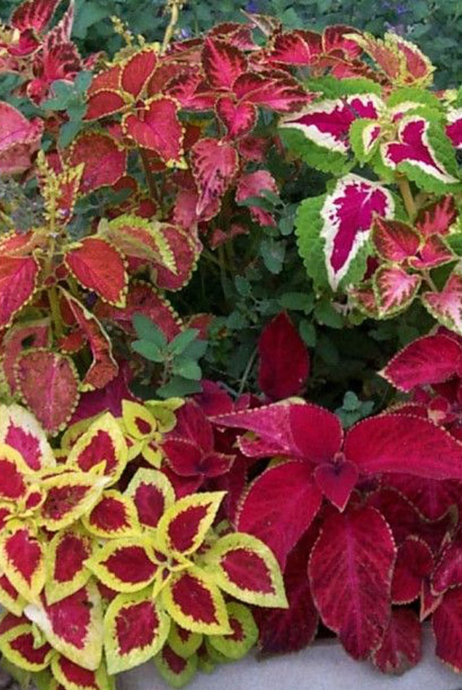 Coleus Mix Color Seeds