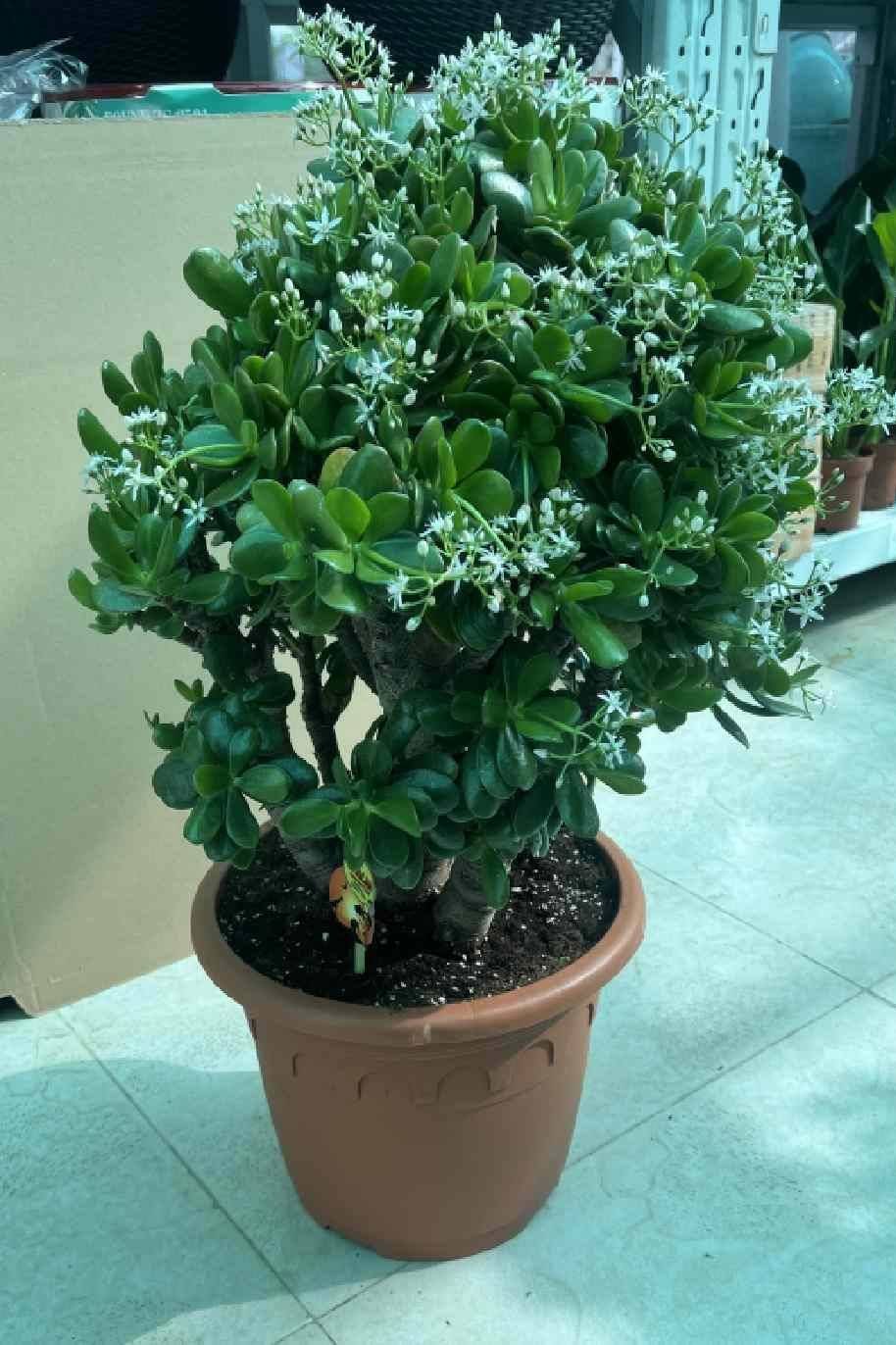 Crassula_Magical_Tree-1-Plantshop_me
