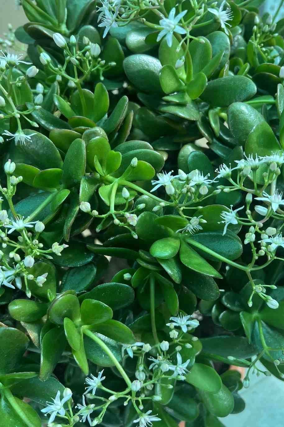 Crassula_Magical_Tree-2-Plantshop_me.jpg