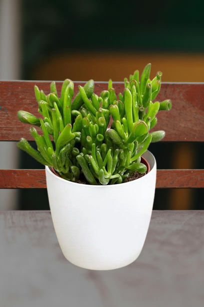 Crassula_Ovata_Hobbit_Online-removebg-preview.png