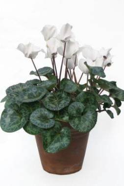 Cyclamen-Indoor-Plants-1.jpg