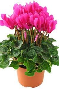 Cyclamen-Indoor-Plants.jpg
