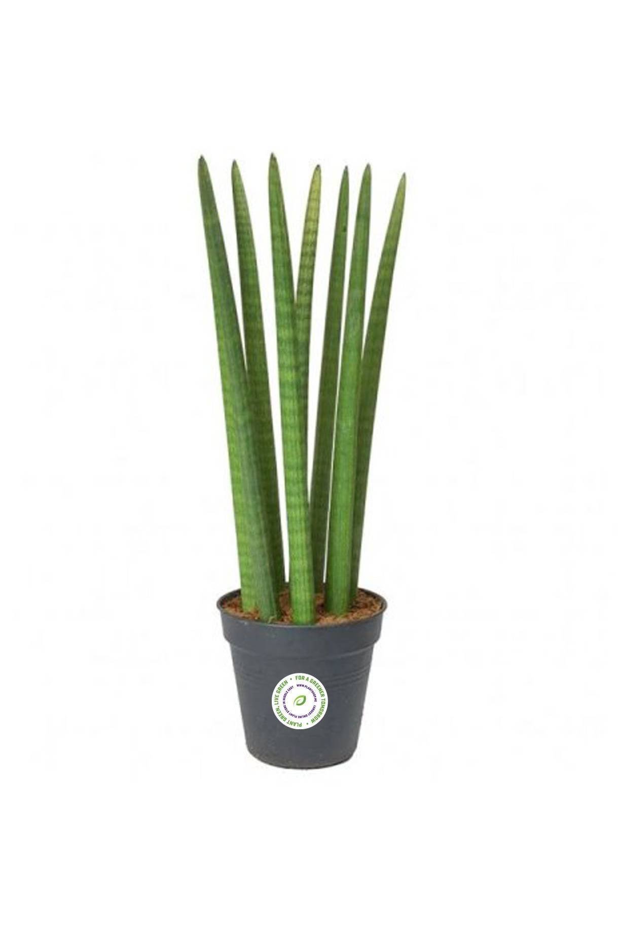 Cylindrical-Snake-Plant-1.jpg