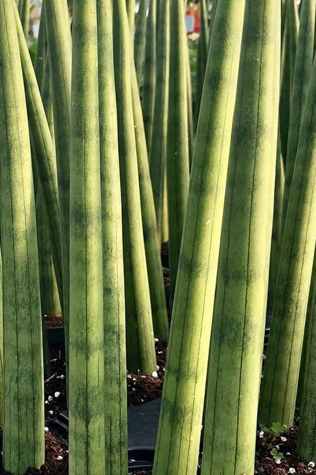Cylindrical-Snake-Plant.jpg