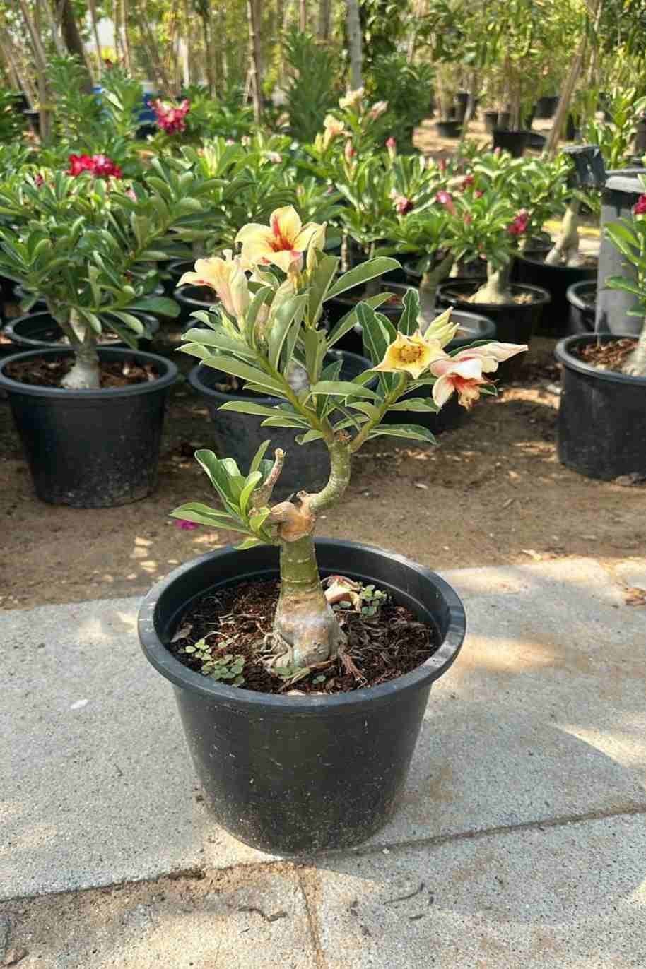 Desert-Rose-yellow.jpg