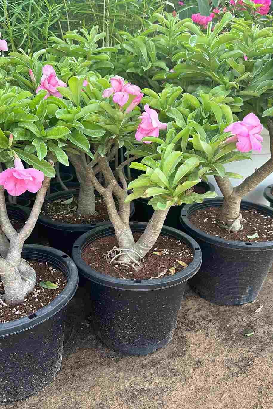 Desert_Rose_Pink-2-greenPlantshop_ae.jpg