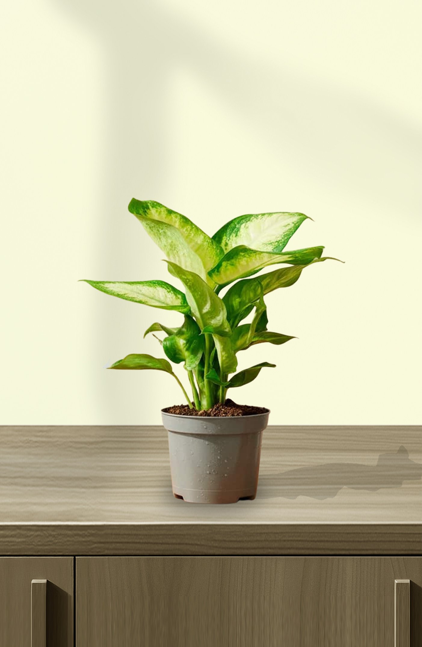Dieffenbachia-Camilla-1.jpg
