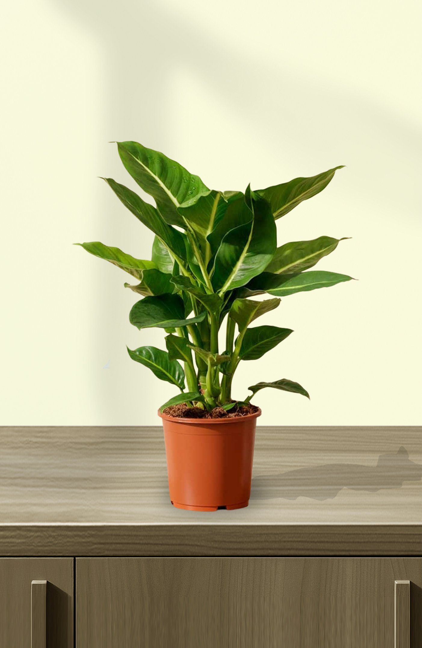 Dieffenbachia-Green-Magic-1.jpg