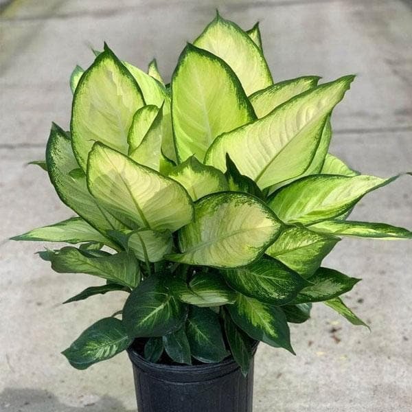 Dieffenbachia-Tropic-Marianne-g.jpg