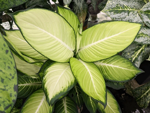Dieffenbachia-Tropic-Marianne-j.webp