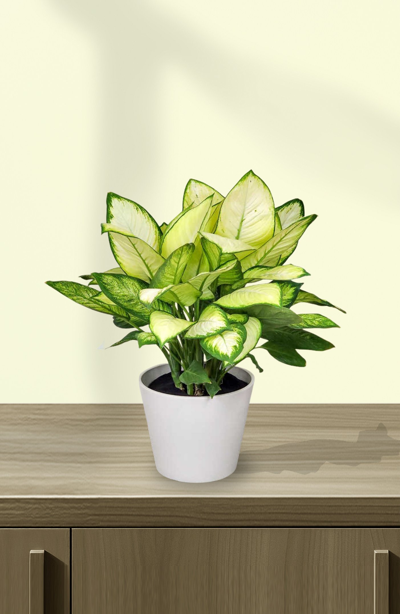 Dieffenbachia-Tropic-Marianne.jpg
