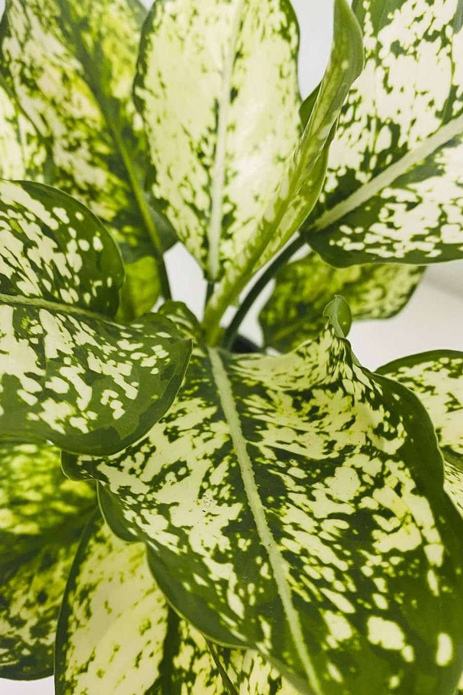 Dieffenbachia-White-Etna-China.jpg