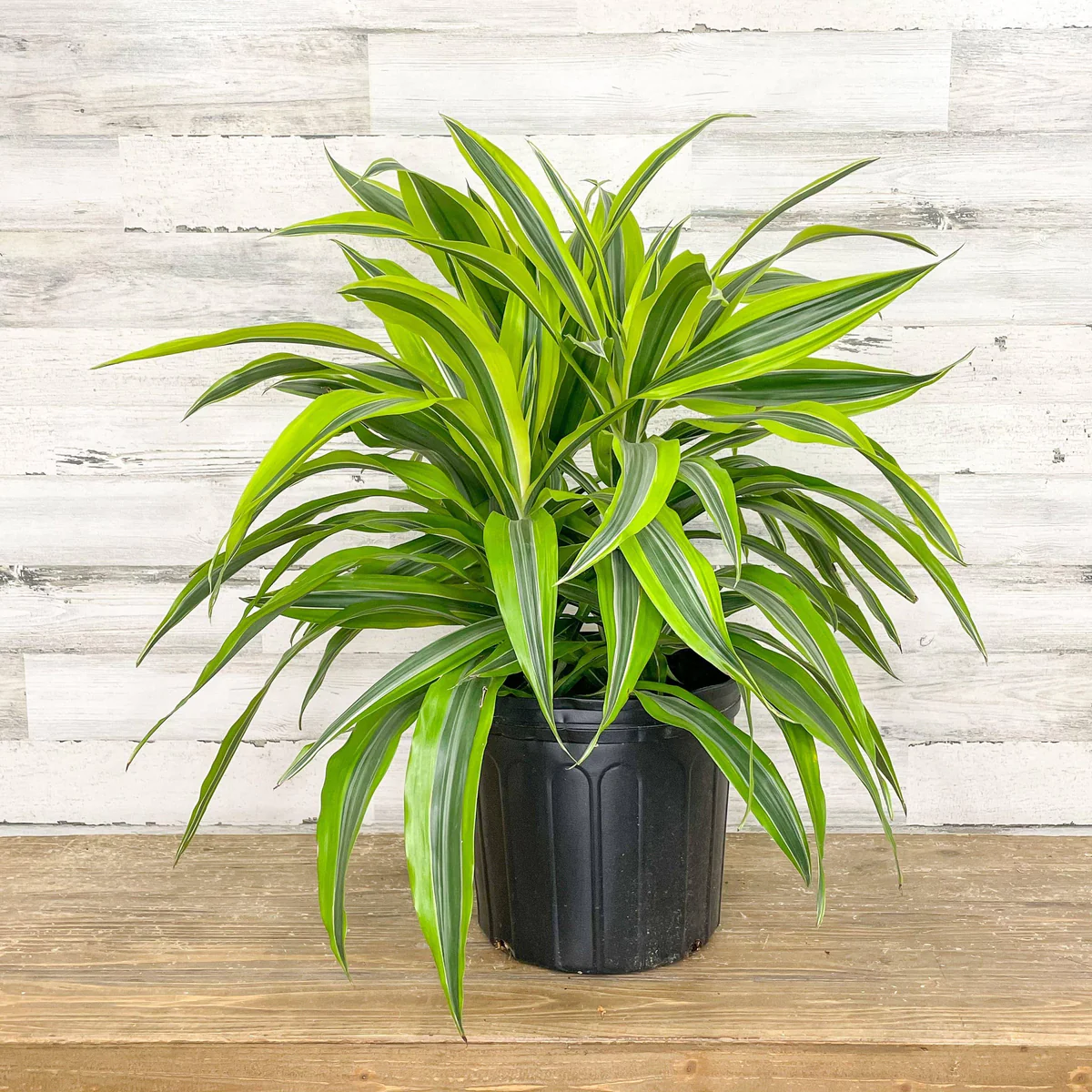 Dracaena-Lemon-Lime-Mini-.webp