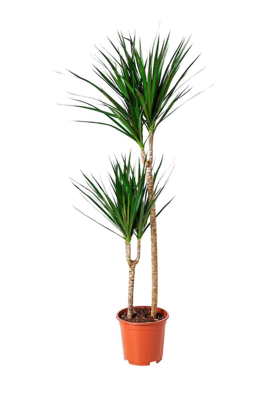 Dracaena-Marginata-1