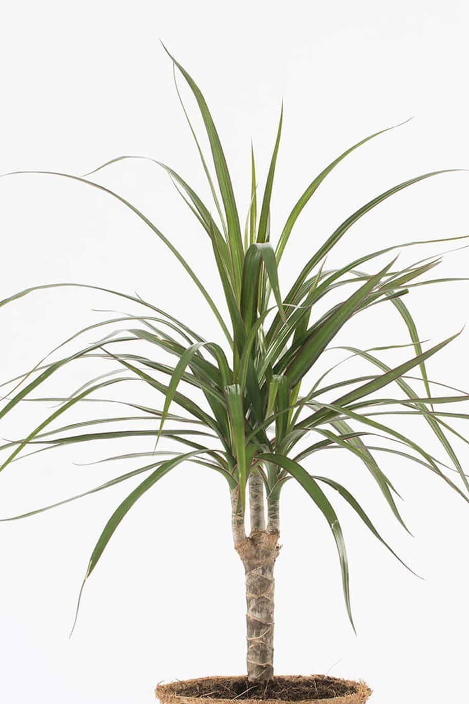 Dracaena-Marginata-Small-1