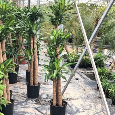 Dracaena-Massangeana-Tall-1.jpg