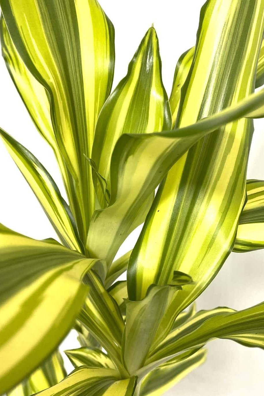 Dracaena-Yellow-Coast