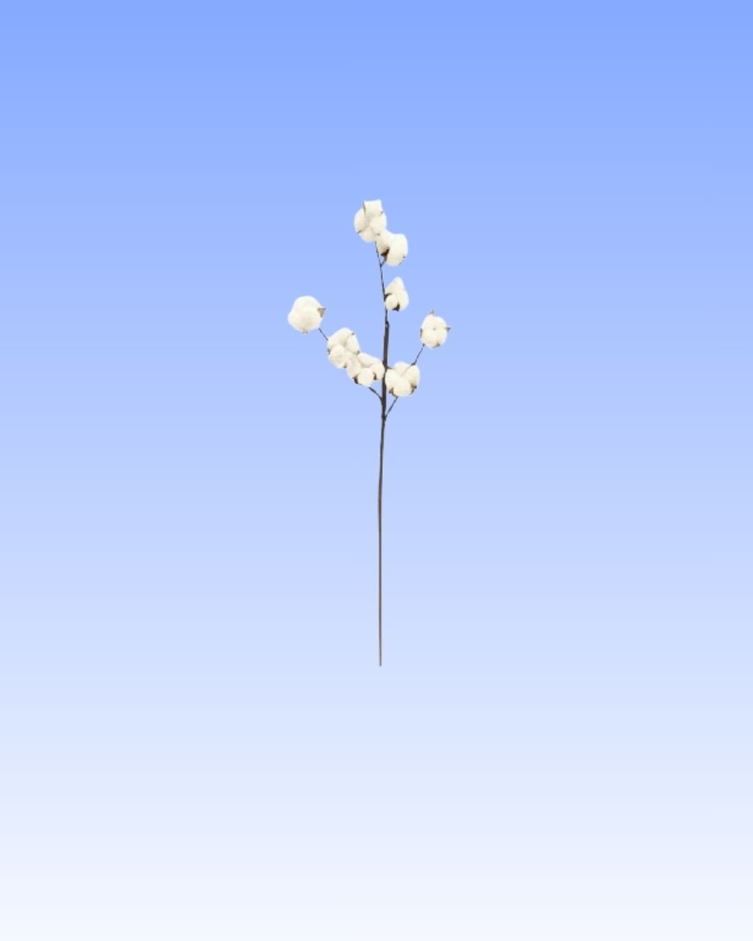 Dried-Cotton-Stem-.jpg