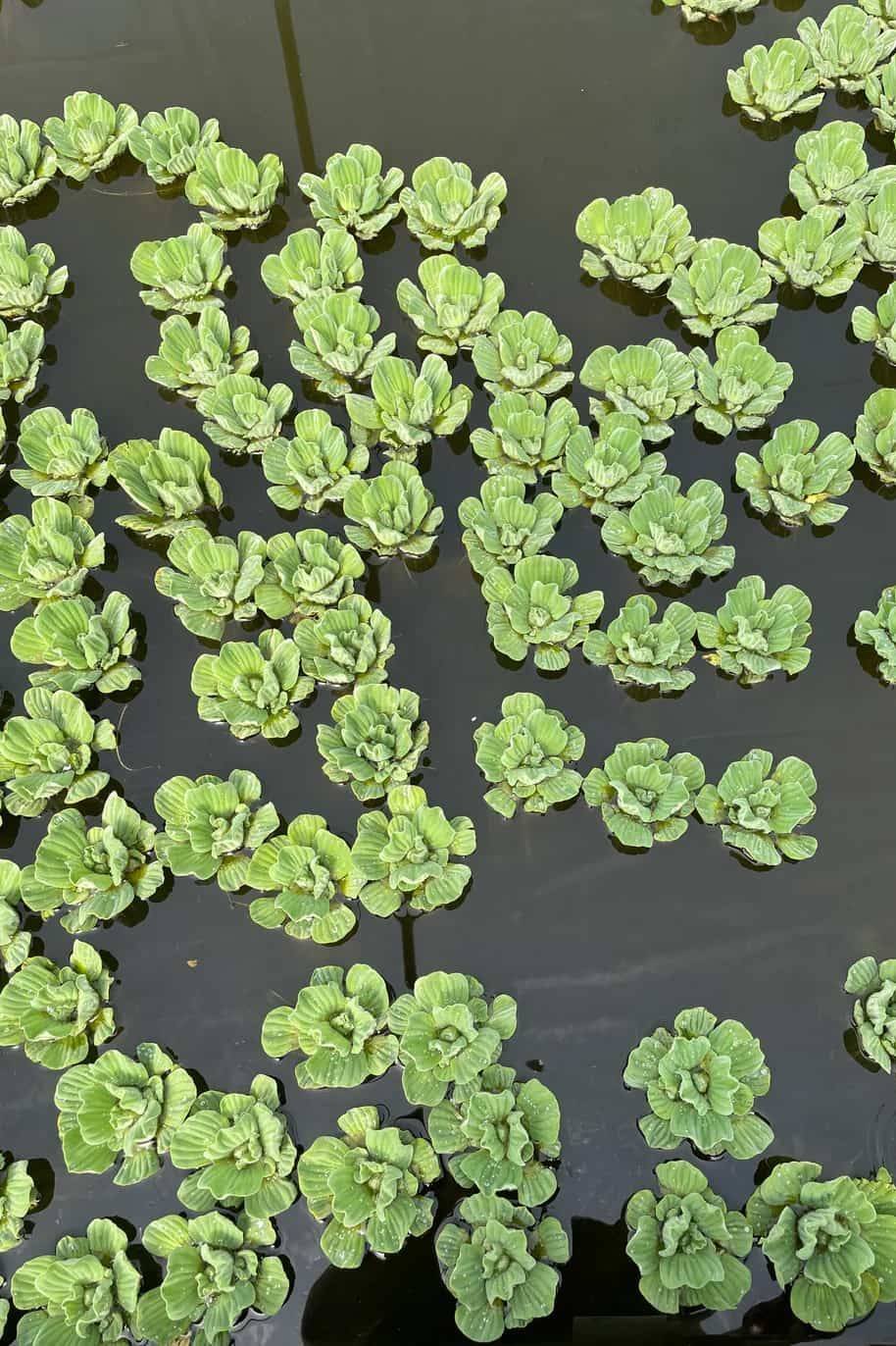 Dwarf-Water-Lettuce