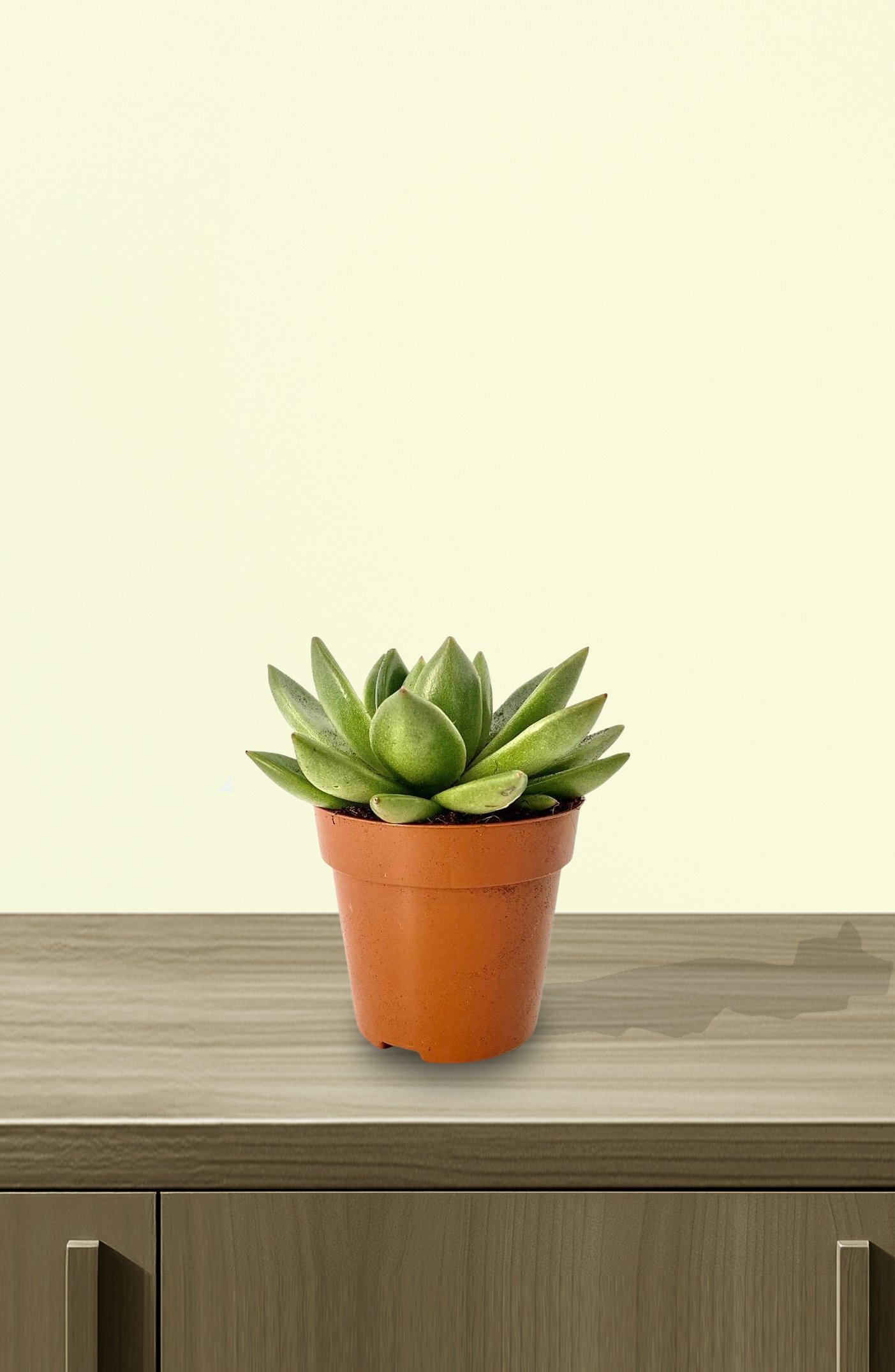 Echeveria-OVR-1.jpg