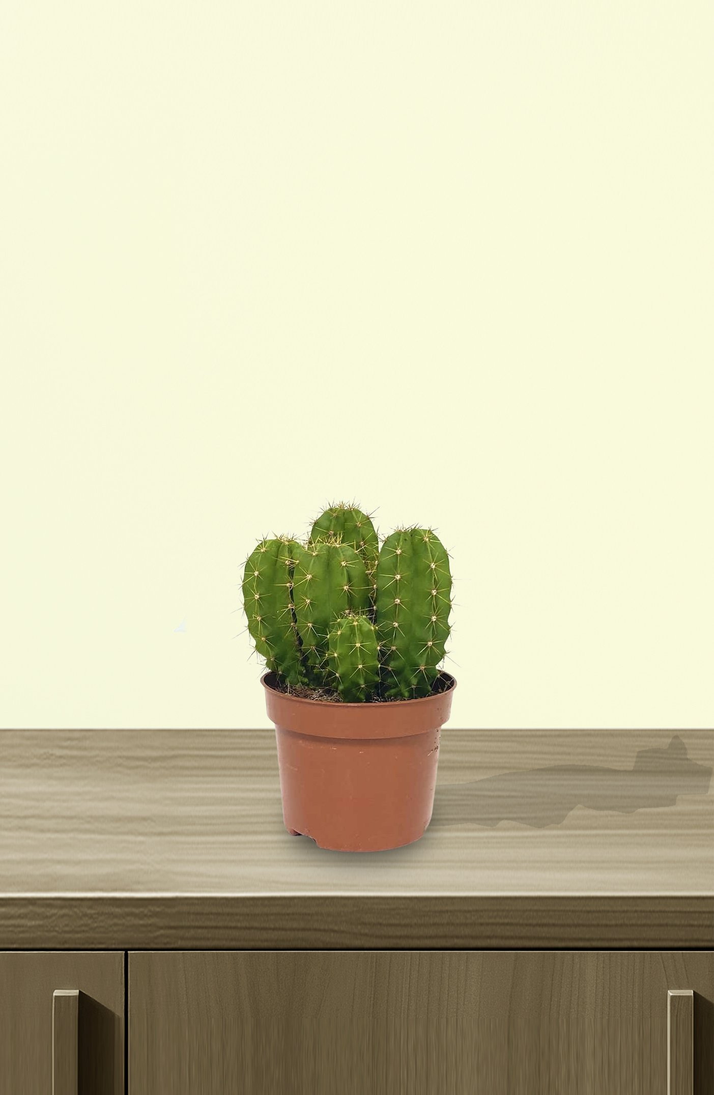 Echino-Cactus-1.jpg