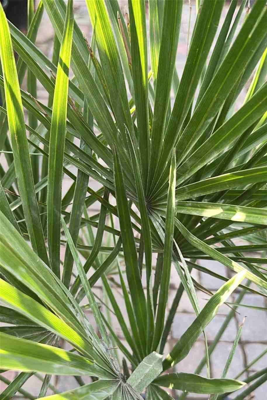 European-Fan-Palm-1.jpg