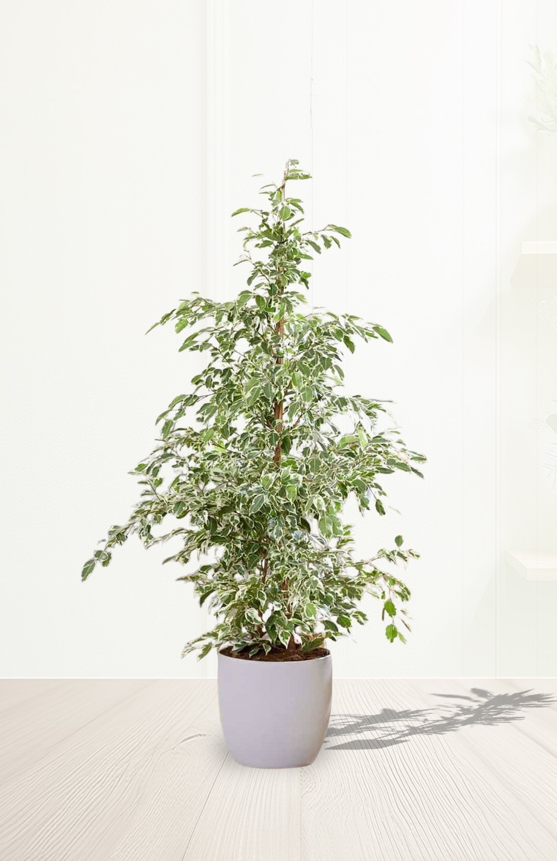 Ficus-Benjamina-Green-Kinky.jpg