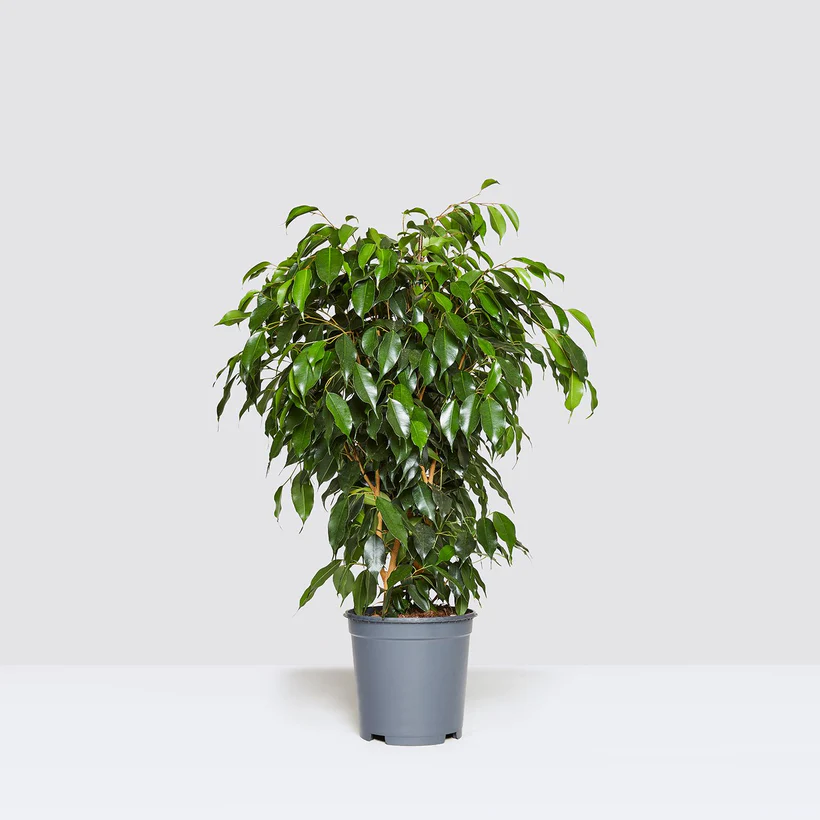 Ficus-Benjamina-Holland.png-.webp