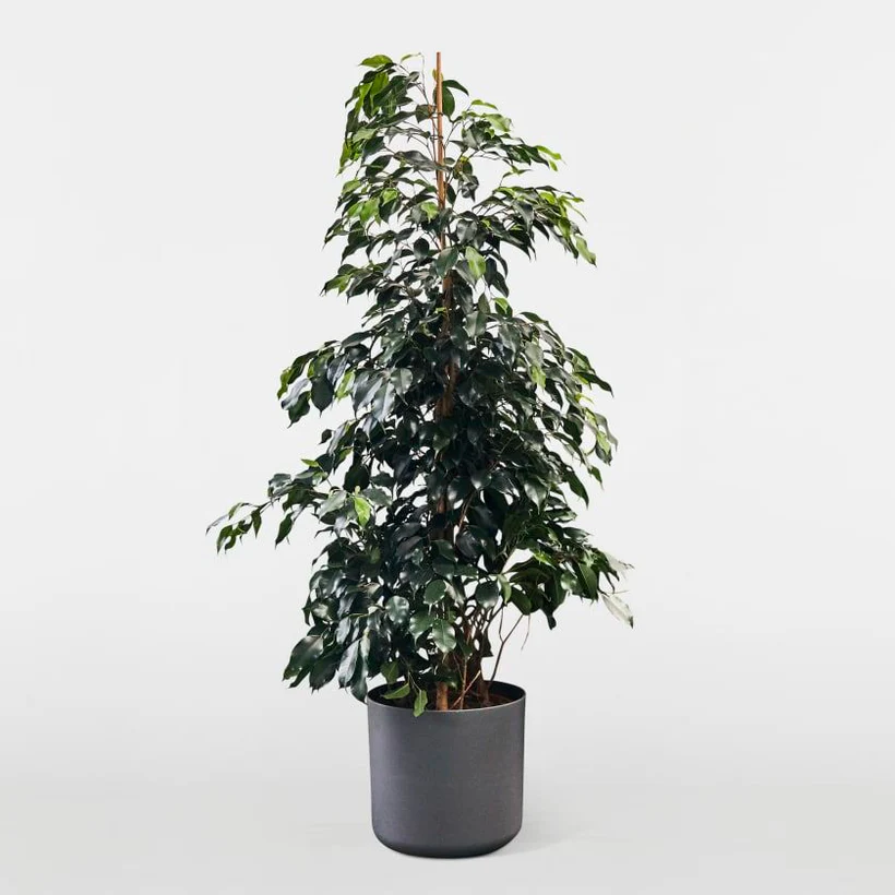 Ficus-Benjamina-Holland.webp