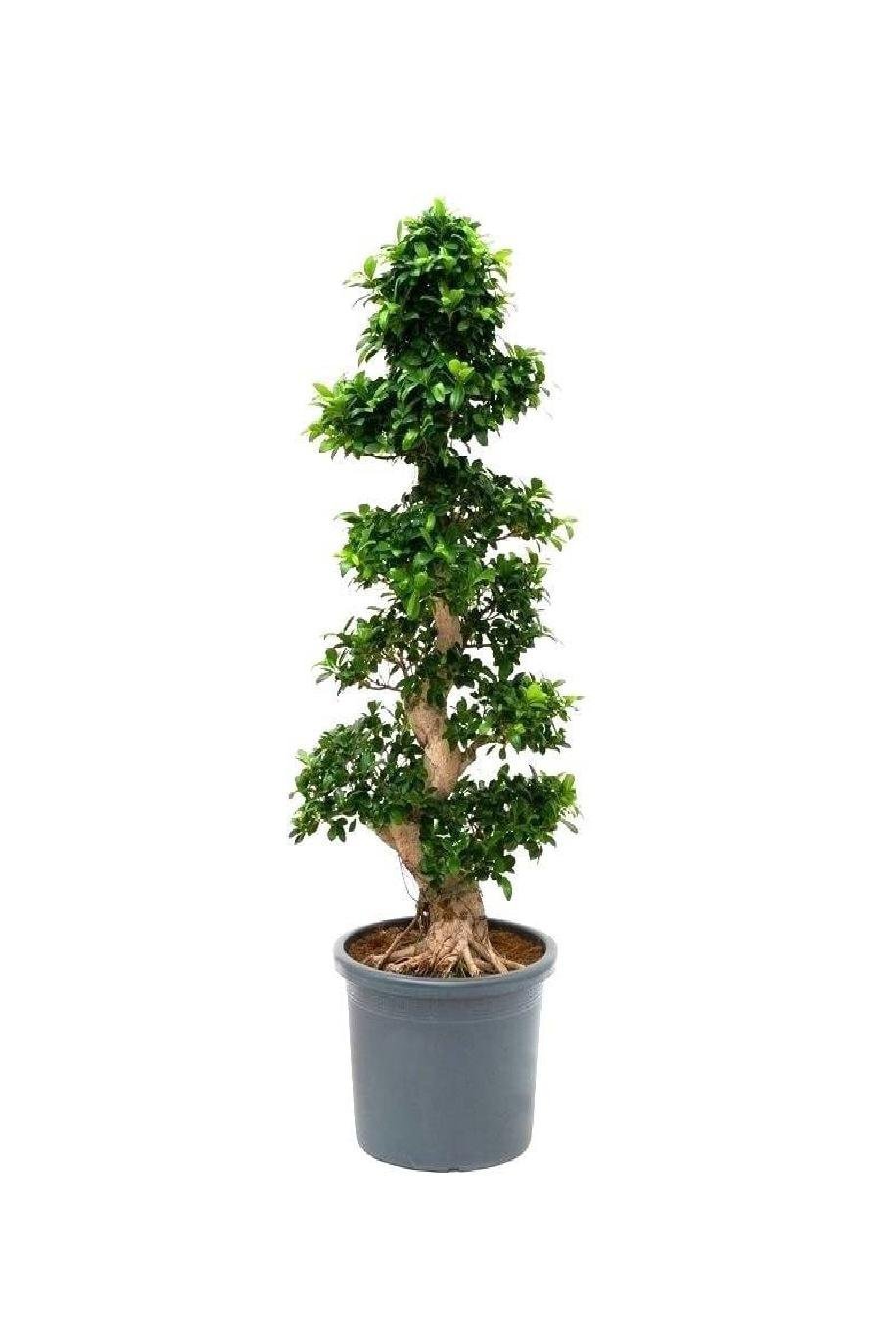 Ficus-Bonsai-XXXL-1.jpg