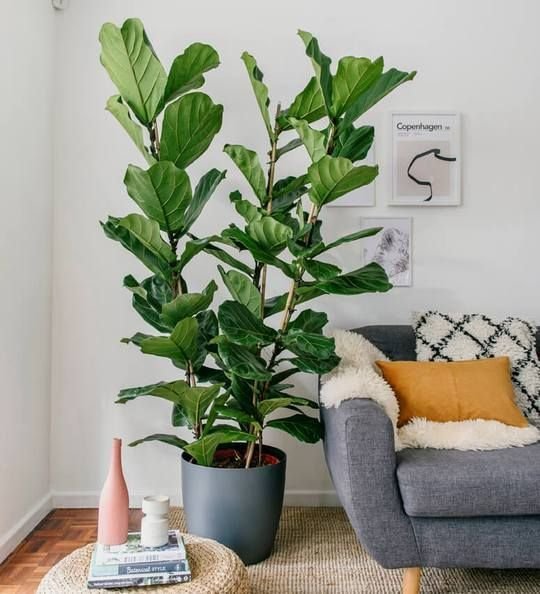 Ficus-Lyrata-Fiddle-Leaf.jpg