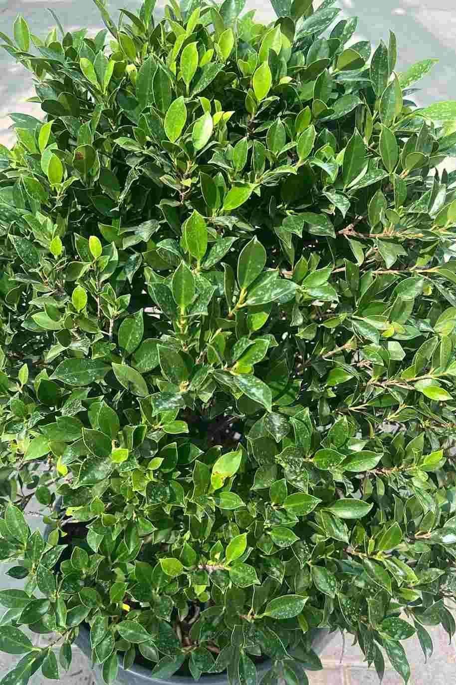 Ficus-Nitida-Ball-Shape.jpg