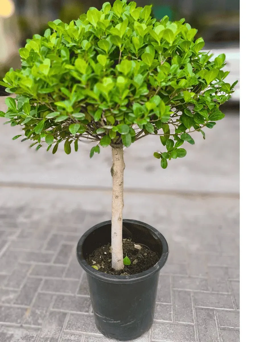 Ficus-Panda-Single-Head-1.webp