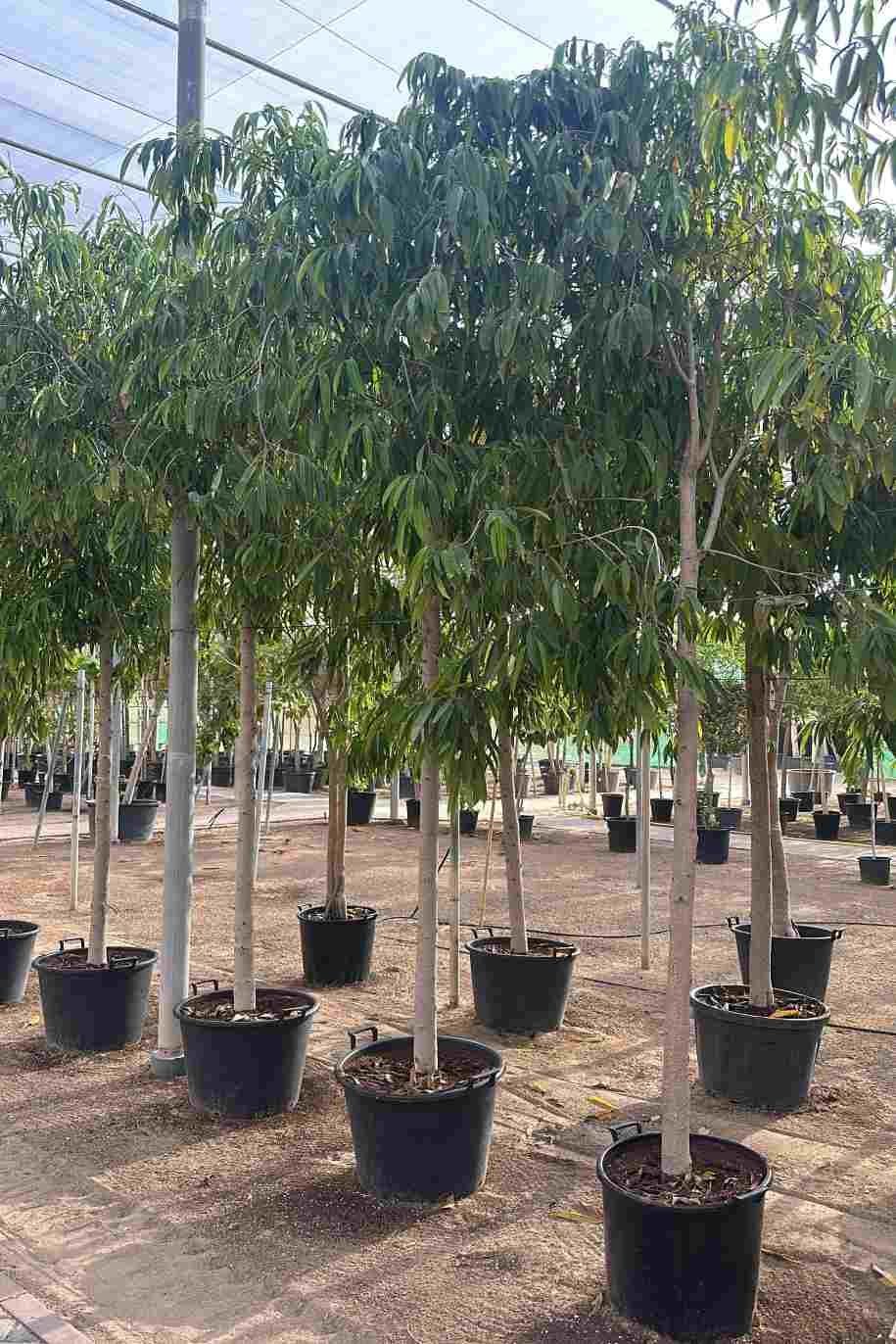 Ficus_Amstel_Tree-2-greenPlantshop_ae.jpg