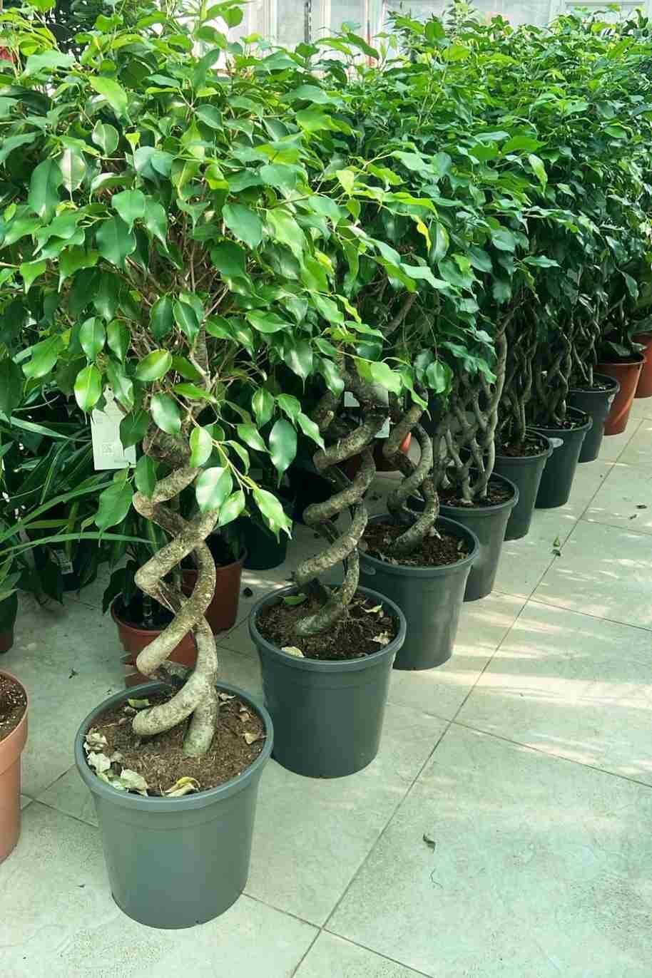 Ficus_Benjamina_Exotica_-_Double_Spiral-1-Plantshop_me-2.jpg