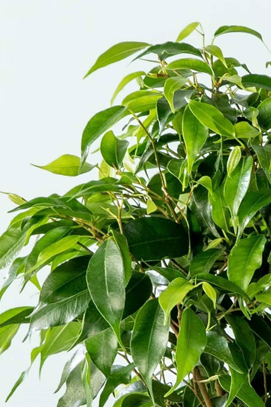 Ficus_Benjamina_Small_-a-_plantshopme-1